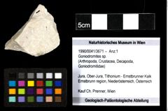 Foto (Objekt + Etiketten) von Goniodromites sp. 